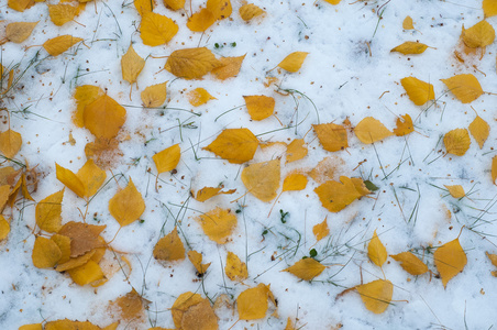 留下秋天的雪。 纹理。 第一次下雪。 雪中的黄桦叶