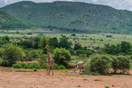 长颈鹿。兰斯堡国家公园。南非。2014 年 12 月 7 日