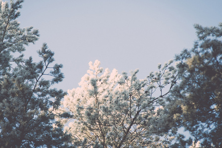 雪森林的圣诞节背景, 在天空上的霜树顶部