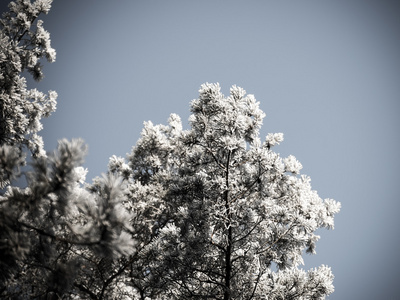 雪森林的圣诞节背景, 在天空上的霜树顶部