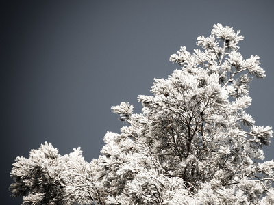 雪森林的圣诞节背景, 在天空上的霜树顶部