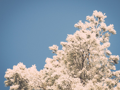 雪森林的圣诞节背景, 在天空上的霜树顶部