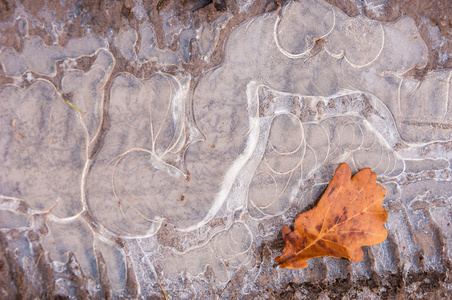 一滩冰。 秋天的橡树叶。 神秘的冰
