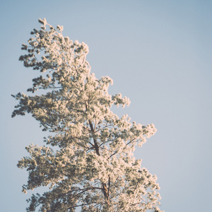 雪森林的圣诞节背景, 在天空上的霜树顶部