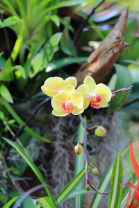 兰花鲜花盛开的花园里