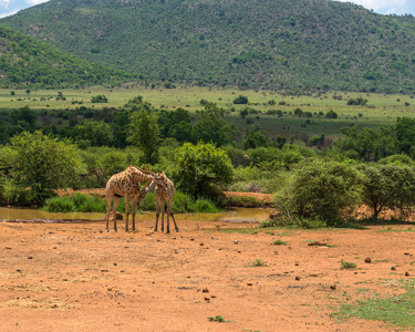 长颈鹿。兰斯堡国家公园。南非。2014 年 12 月 7 日