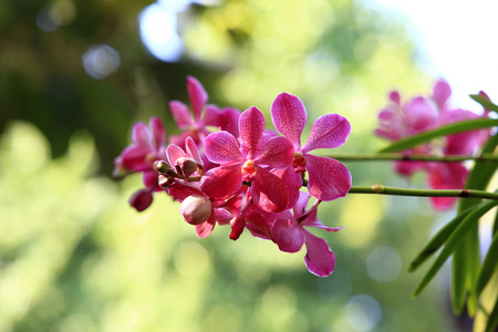 兰花鲜花盛开的花园里