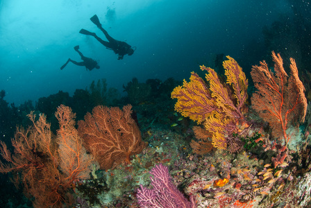 安汶，印度尼西亚马鲁古群岛的水下照片潜水员 海扇