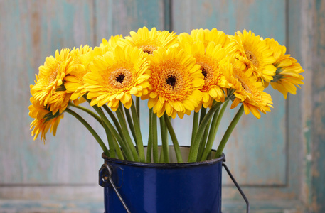 迷你太阳菊黄太阳菊雏菊在蓝桶里的花束照片