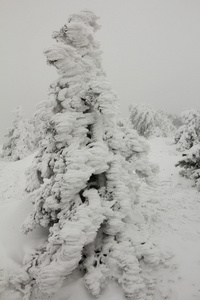 冰雪覆盖的冷杉的枝条与背景