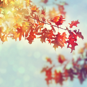 秋天的橡树叶在日出的光线