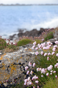 粉红色的沿海野花