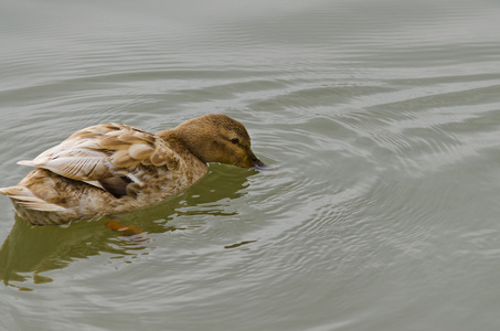 美丽的鸭子游泳和在湖中休息