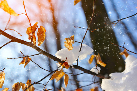 冬天背景与冰雪覆盖树枝，去年秋天叶子