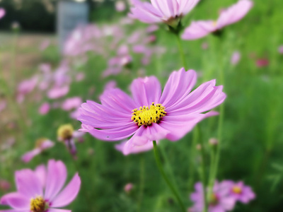 在花园里的花