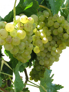 在白色背景上的葡萄园的白葡萄品种
