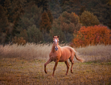 俄罗斯顿河马照片
