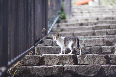 国内的猫