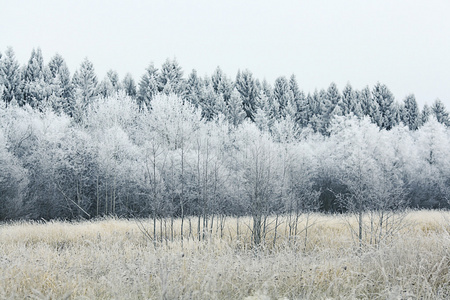 雪林