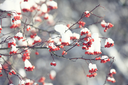 在雪中的红色浆果