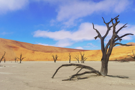 树木和景观的死谷看似沙漠，纳米比亚