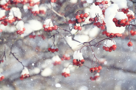 在雪中的红色浆果