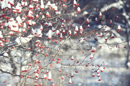 在雪中的红色浆果