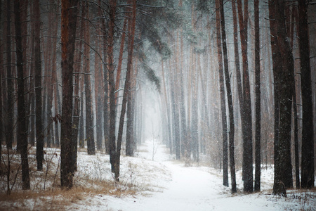 在针叶林在冬天的路径