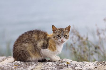 国内的猫