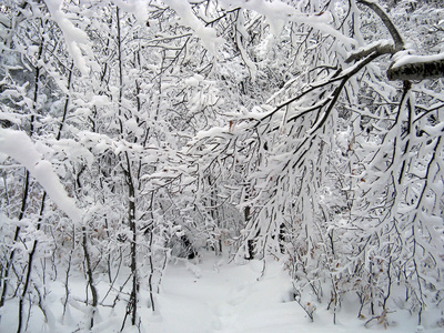 在冬季森林中的树木