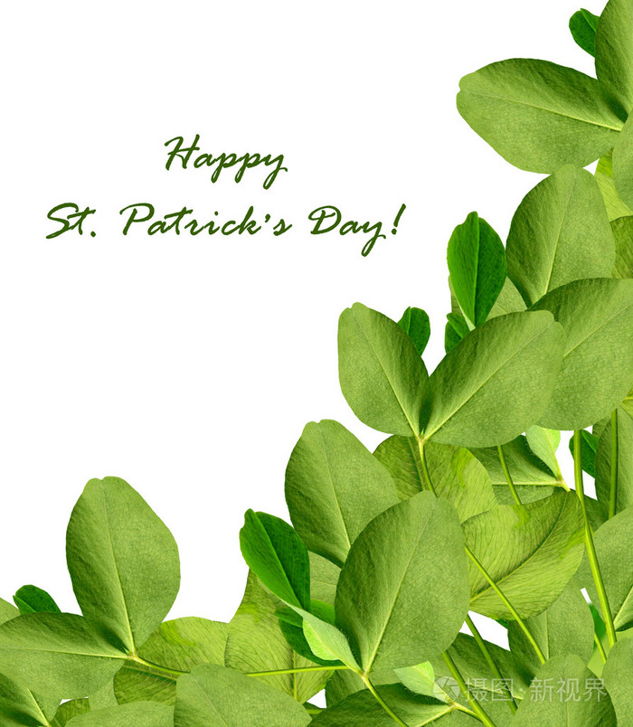 在白色背景上的四叶苜蓿