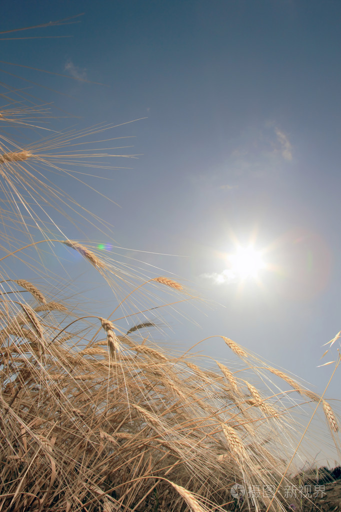 小麦对着太阳