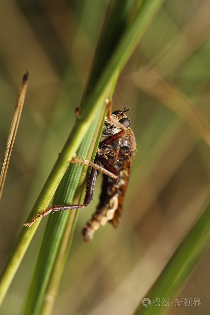 宏在草丛中的昆虫