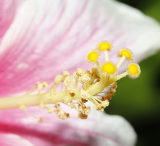 关闭了粉红色的芙蓉花开花