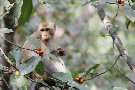 猴子在树上在泰国吃的食物