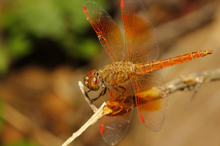 关闭了橙色蜻蜓在花园泰国