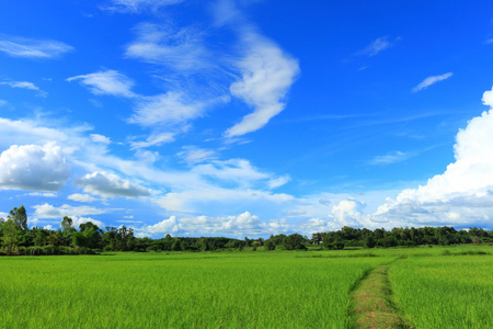 水稻在天空下的绿色田野