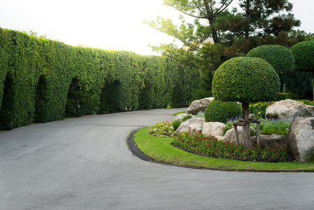 园艺和美化与装饰树