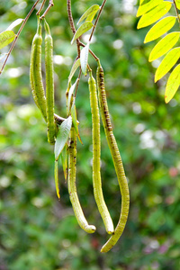 青豆的菜园里