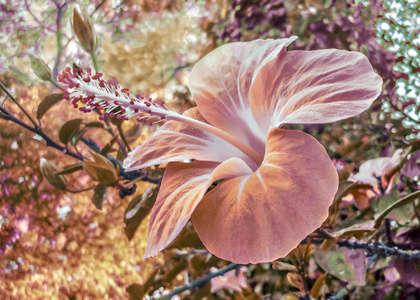 幻想色彩芙蓉花数码艺术图片