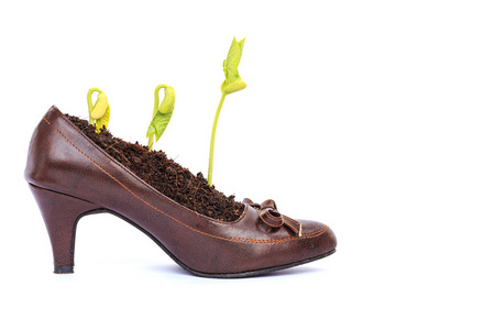 年轻的淑女鞋，循环概念在植物的生长