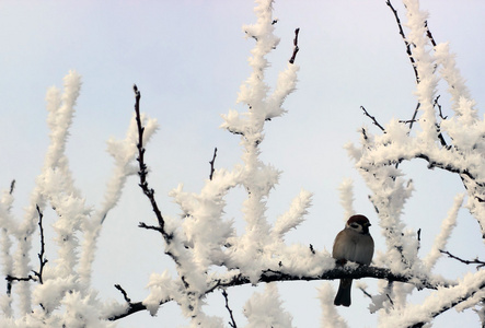 麻雀在雪覆盖的树枝上栖息