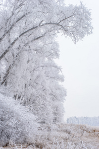 冬季景观，冻结树