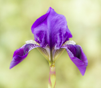 蓝色和紫色虹膜花