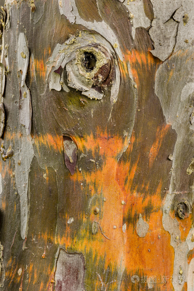 松柏树树皮详细