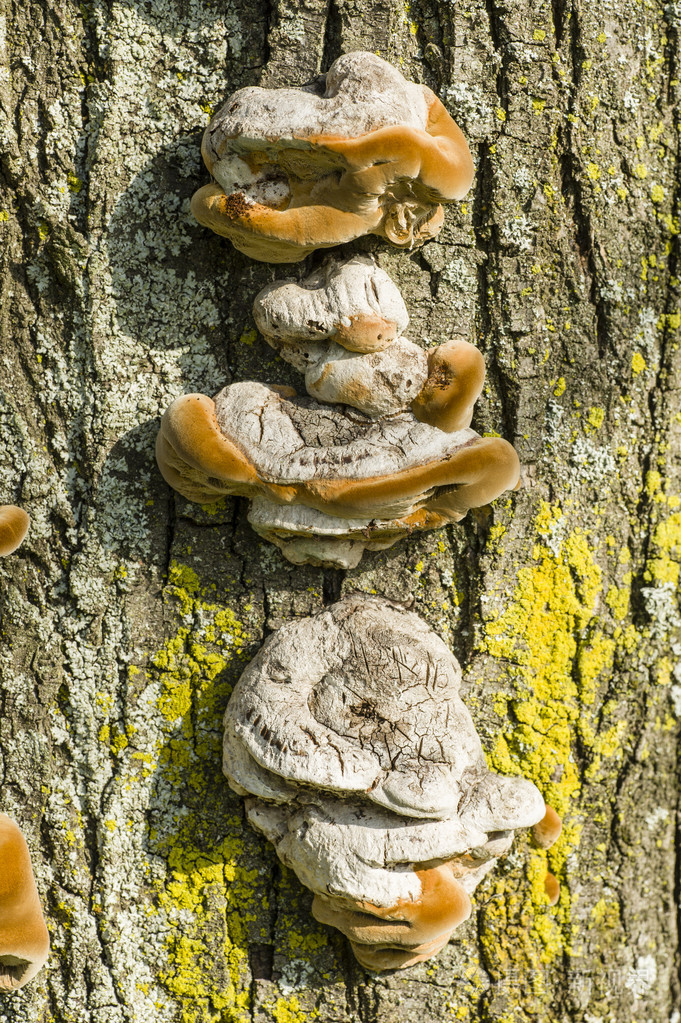 生长在树干上的棕色蘑菇