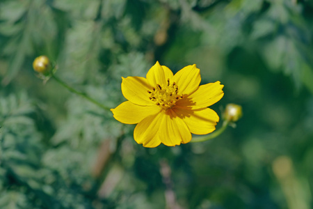 橙色波斯菊花卉