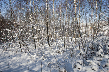 雪域景观