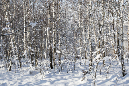 雪域景观