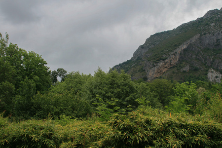 绿色风景